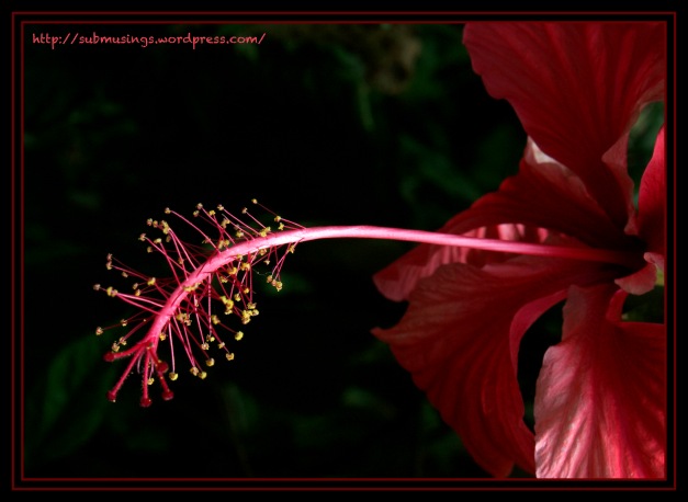 Tropical Red Flower